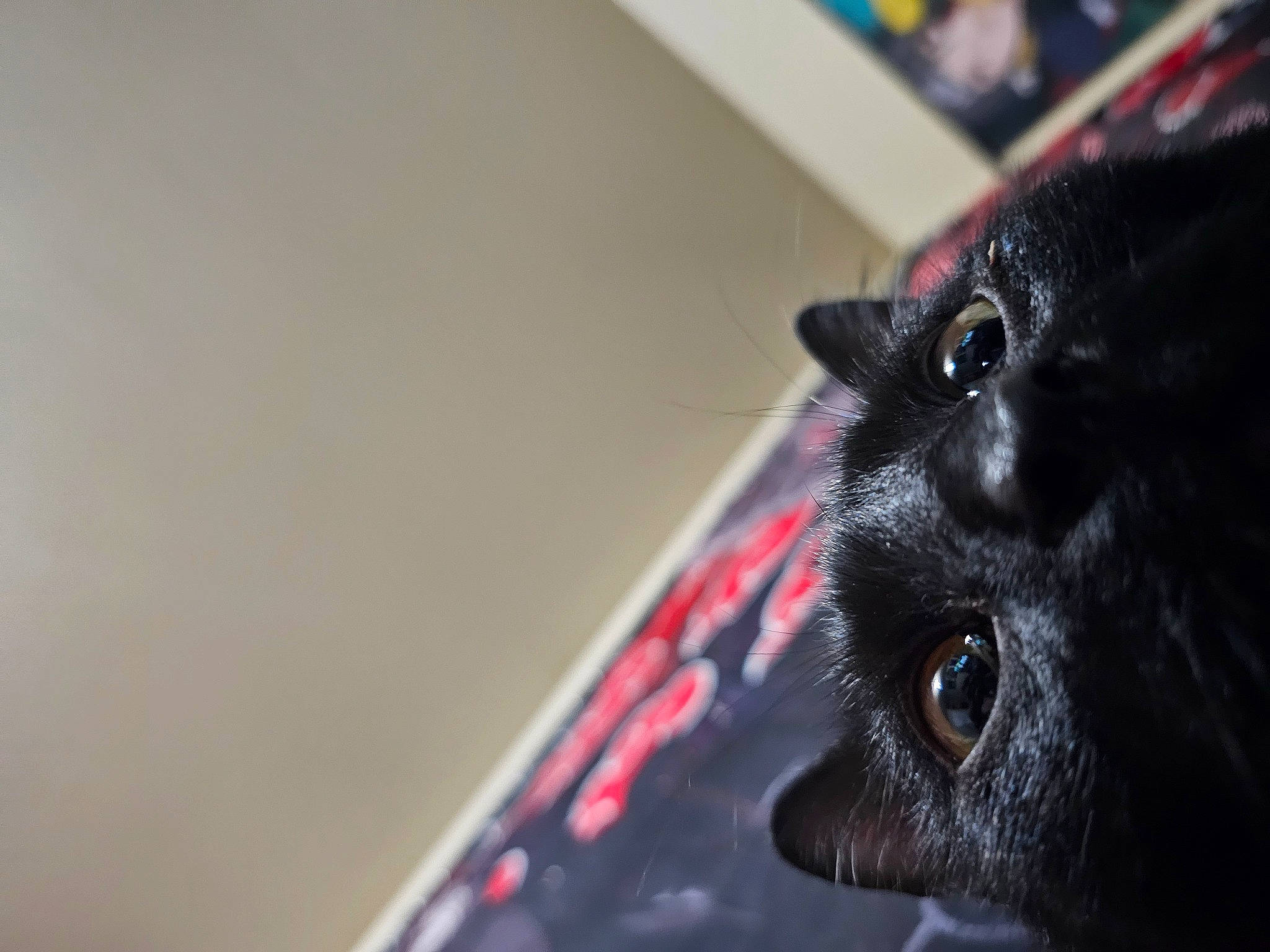 Bubby joined the competition — help win amazing prizes! canidae, carmine, carnivore, cat, dog_breed, ear, eye, eyelash, fawn, felidae, foot, fur, macro_photography, small_to_medium_sized_cats, snout, sporting_group, whiskers