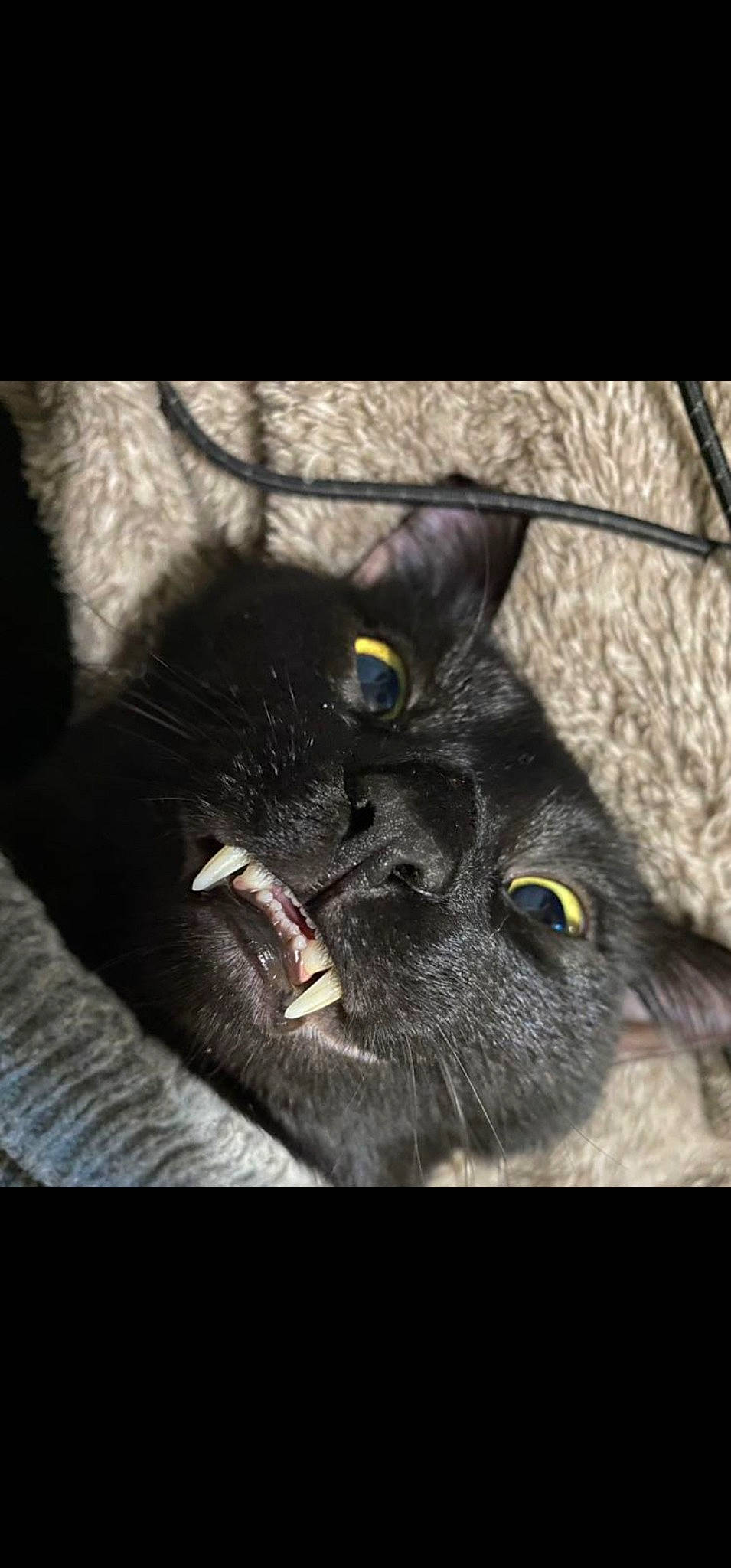 Bubby is registered to the contest to win money with this photo: black_cat, bombay, carnivore, cat, domestic_short_haired_cat, felidae, fur, grass, grey, monochrome_photography, small_to_medium_sized_cats, snout, tail, terrestrial_animal, vertebrate, whiskers, wildlife