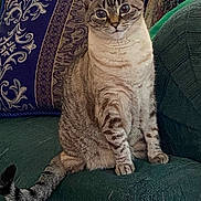Onnie is registered to the contest to win money with this photo: cat, tabby, blue_eyes, sitting, couch, pillow, indoor, feline, pet, curious, striped, fur, whiskers, tail, relaxed, home, cozy, animal, domestic, portrait
