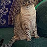 cat, tabby, blue_eyes, sitting, couch, pillow, indoor, feline, pet, curious, striped, fur, whiskers, tail, relaxed, home, cozy, animal, domestic, portrait