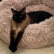 Truffle joined the competition — help win amazing prizes! cat, siamese_cat, pet_bed, fluffy, stretching, relaxed, indoor, feline, animal, cozy, beige, carpet, paw, fur, resting, cute, mammal, whiskers, ears, sleepy