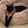 cat, siamese_cat, pet_bed, fluffy, stretching, relaxed, indoor, feline, animal, cozy, beige, carpet, paw, fur, resting, cute, mammal, whiskers, ears, sleepy