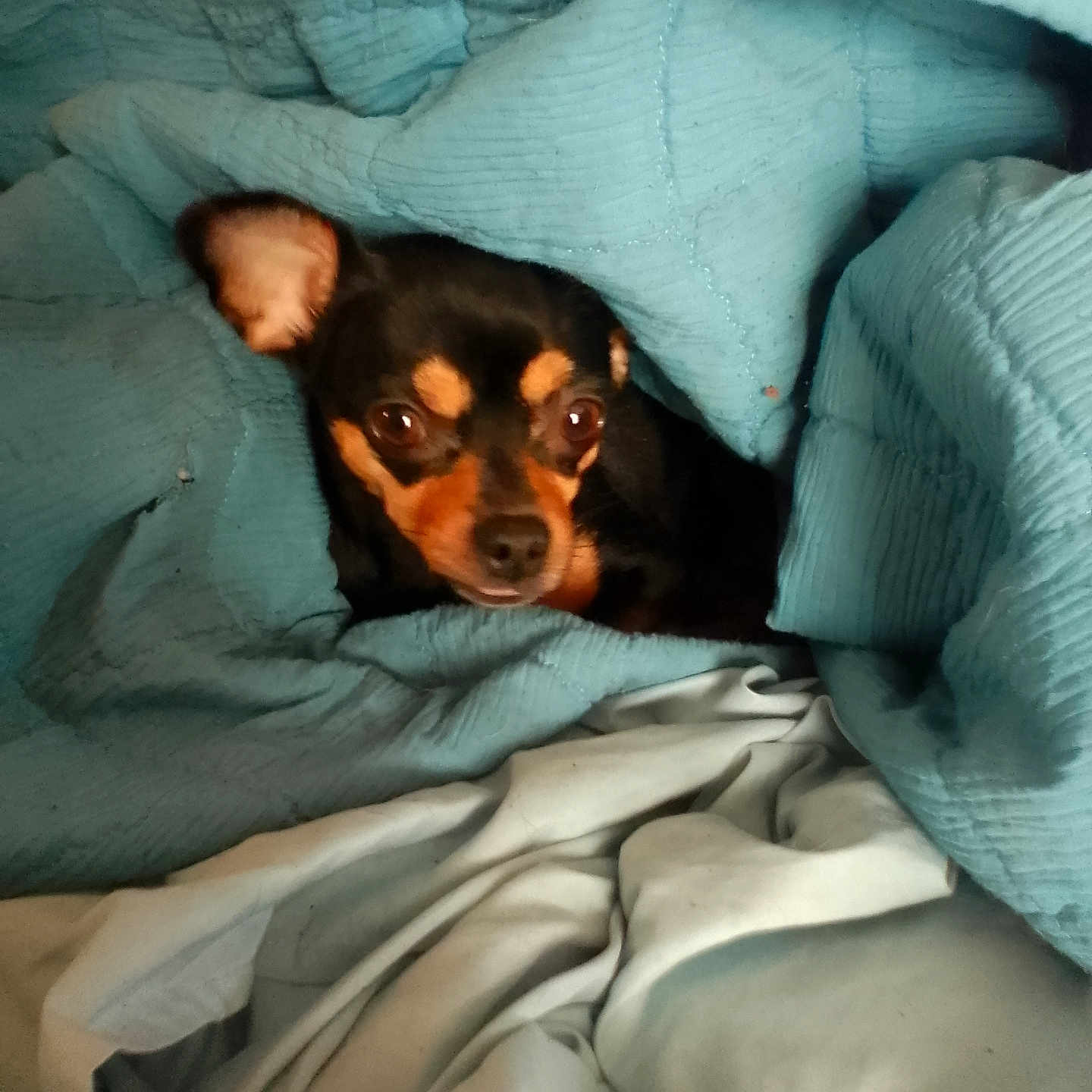 Roxy