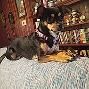 Roxy joined the competition — help win amazing prizes! dog, small_dog, pet, couch, living_room, wooden_wall, bookshelf, books, figurines, collar, alert, brown_dog, black_dog, sitting, indoor, furniture, decor, animal, cute, resting