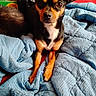 Roxy joined the competition — help win amazing prizes! dog, small_dog, black_dog, tan_dog, ears, blanket, blue_blanket, red_surface, indoor, pet, curious, lying_down, fur, face, eyes, nose, paws, home, box, special_offer