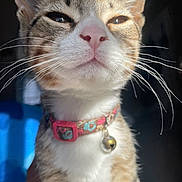 Sassy joined the competition — help win amazing prizes! cat, close_up, whiskers, collar, bell, pet, animal, feline, sunlight, fur, tabby, pink_nose, portrait, domestic_cat, indoor, cute, curious, small, young, focused