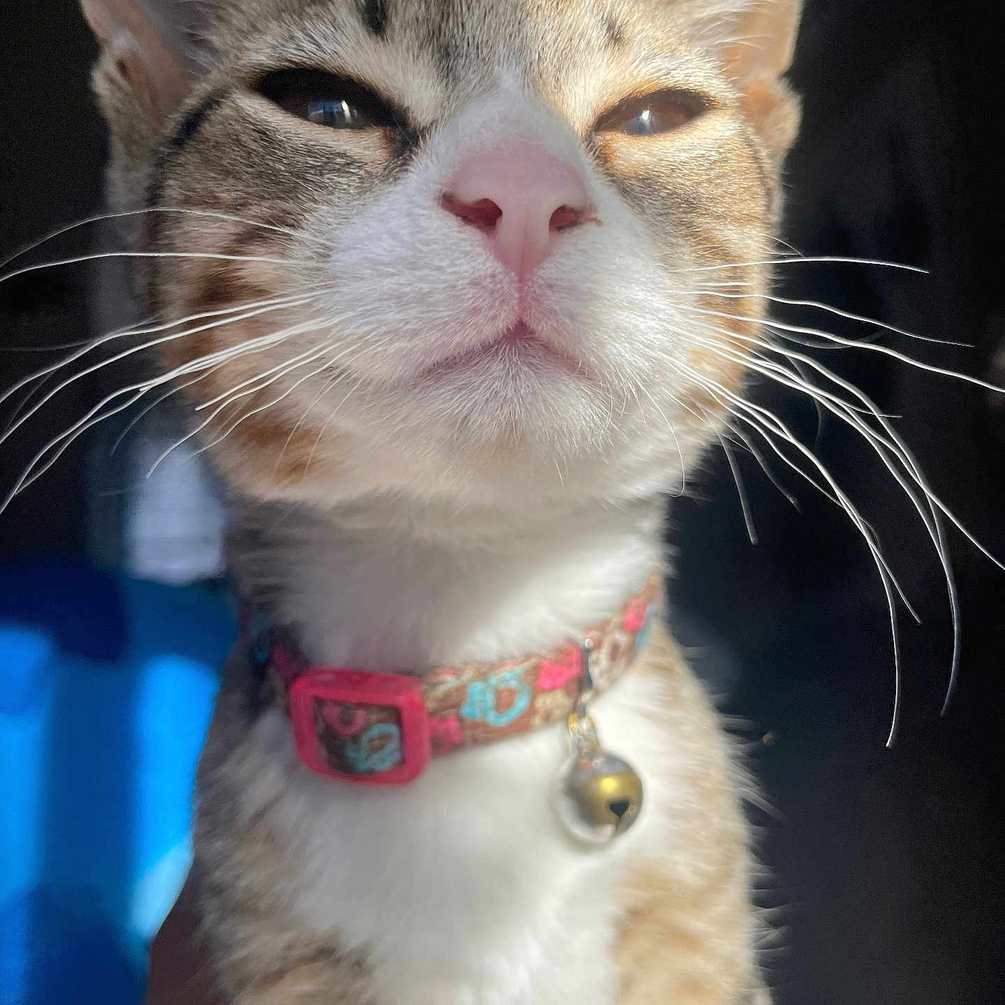 Sassy joined the competition — help win amazing prizes! animal, bell, cat, close_up, collar, curious, cute, domestic_cat, feline, focused, fur, indoor, pet, pink_nose, portrait, small, sunlight, tabby, whiskers, young