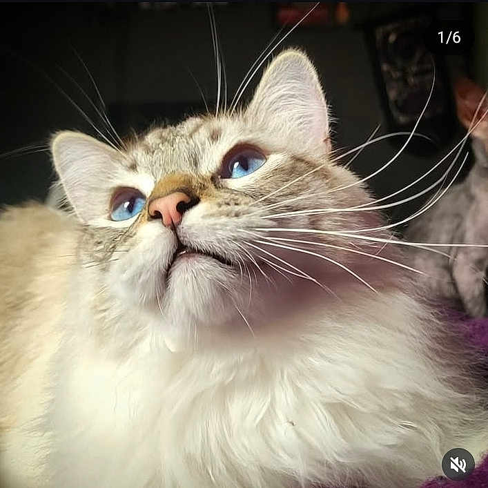 Nevermore is registered to the contest to win money with this photo: animal, blue_eyes, cat, close_up, cute, domestic_animal, ear, face, feline, fluffy, fur, indoor, looking_up, mammal, nose, pet, portrait, soft_light, whisker, whiskers
