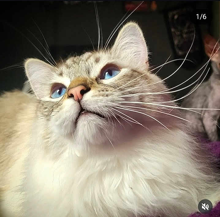 Nevermore is registered to the contest to win money with this photo: cat, blue_eyes, whiskers, fluffy, close_up, pet, animal, feline, fur, looking_up, indoor, portrait, cute, mammal, domestic_animal, whisker, soft_light, nose, ear, face