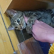 Neko joined the competition — help win amazing prizes! animal, cardboard_box, cat, claws, closeup, cozy, curious, cute, domestic_cat, fur, hand, human_interaction, indoor, paw, pet, playful, resting, tabby, whiskers, wooden_floor