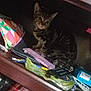 Neko joined the competition — help win amazing prizes! animal, books, cat, closeup, clutter, colorful, curious, cute, domestic_cat, feline, indoor, kitten, messy, objects, pet, resting, shelf, small, tabby, wooden_shelf