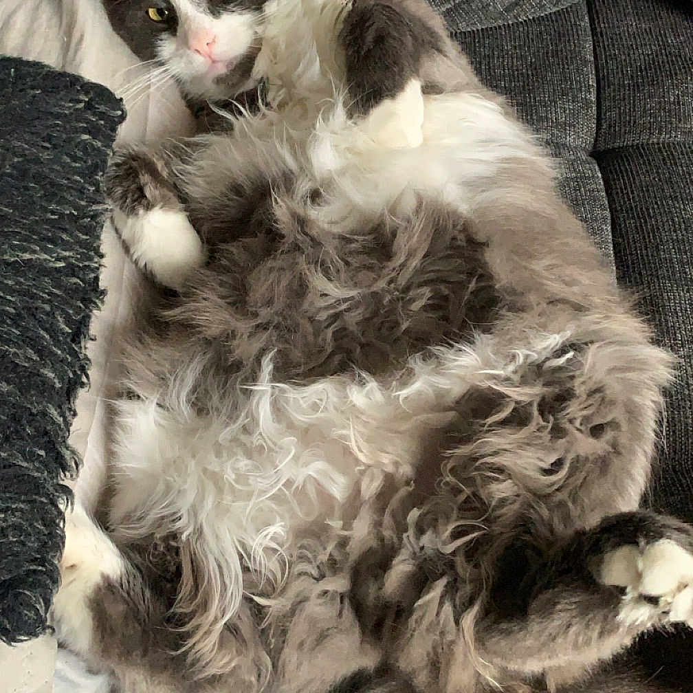 Tigrou