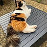 cat, calico_cat, pet, animal, feline, fluffy, long_hair, tail, white_fur, orange_fur, black_fur, green_eyes, lying_down, relaxed, outdoor, patio, table, garden, pebbles, brick_wall