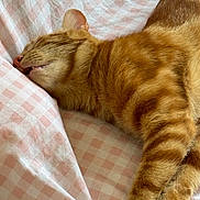 Minus participe au concours pour gagner de l'argent avec cette photo : cat, ginger_cat, sleeping, pet, fur, whiskers, pink_blanket, checkered_pattern, cozy, relaxed, indoor, closeup, animal, cute, mammal, nap, domestic_cat, resting, feline, soft_texture
