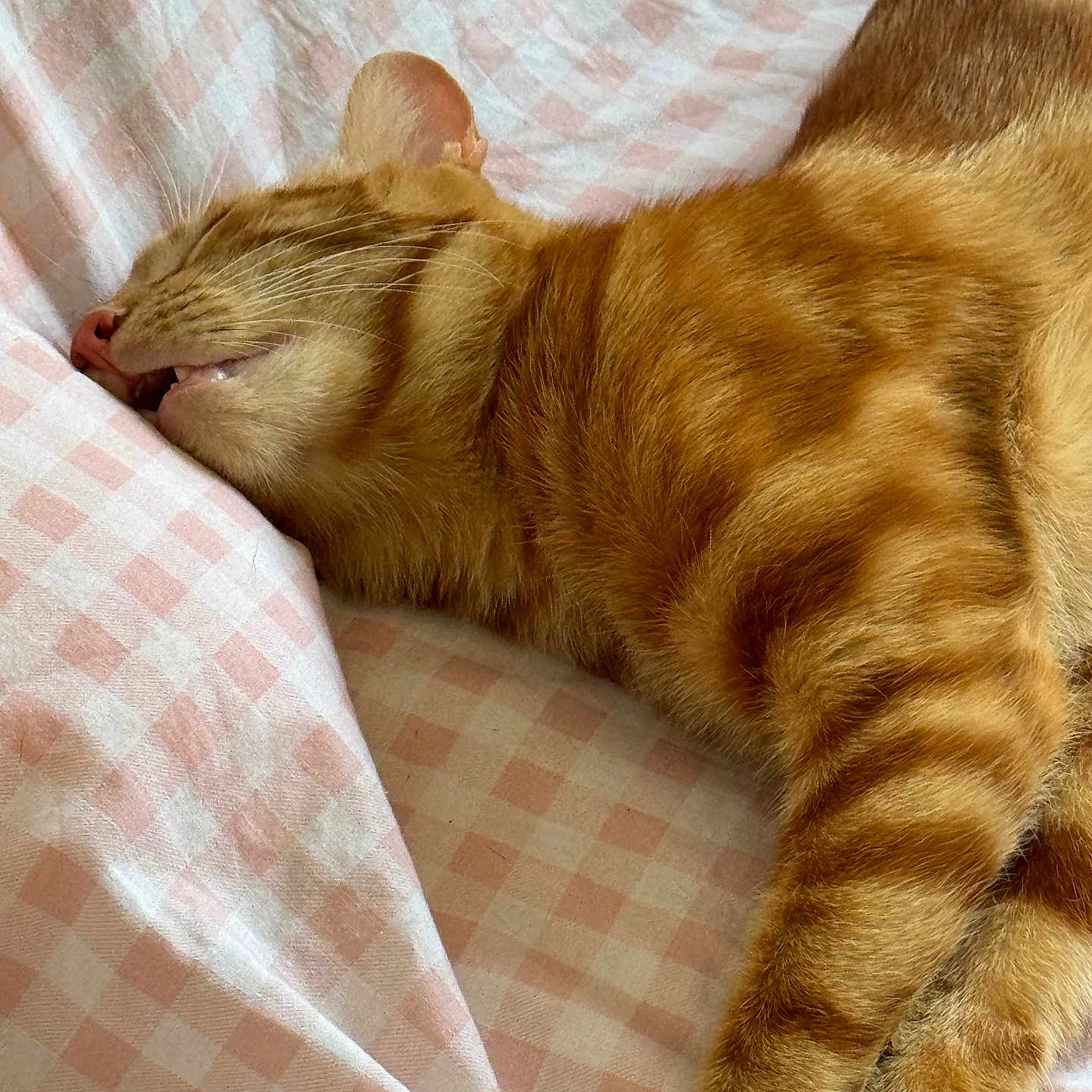 Minus participe au concours pour gagner de l'argent avec cette photo : cat, ginger_cat, sleeping, pet, fur, whiskers, pink_blanket, checkered_pattern, cozy, relaxed, indoor, closeup, animal, cute, mammal, nap, domestic_cat, resting, feline, soft_texture