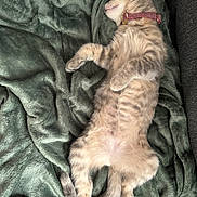 Gandalfe participe au concours pour gagner de l'argent avec cette photo : kitten, cat, sleeping, nap, feline, pet, tabby, collar, blanket, soft, cozy, fur, paw, relaxed, cute, indoor, resting, animal, adorable, domestic