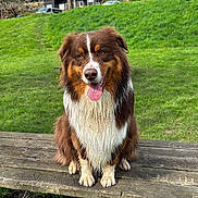 Voyou a rejoint le concours — aidez-le/la à gagner de superbes lots ! animal, bench, brown_dog, canine, daylight, dog, grass, greenery, happy, houses, nature, outdoor, park, pet, sitting, sky, tongue_out, trees, wet_nose, wooden_bench
