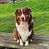 animal, bench, brown_dog, canine, daylight, dog, grass, greenery, happy, houses, nature, outdoor, park, pet, sitting, sky, tongue_out, trees, wet_nose, wooden_bench