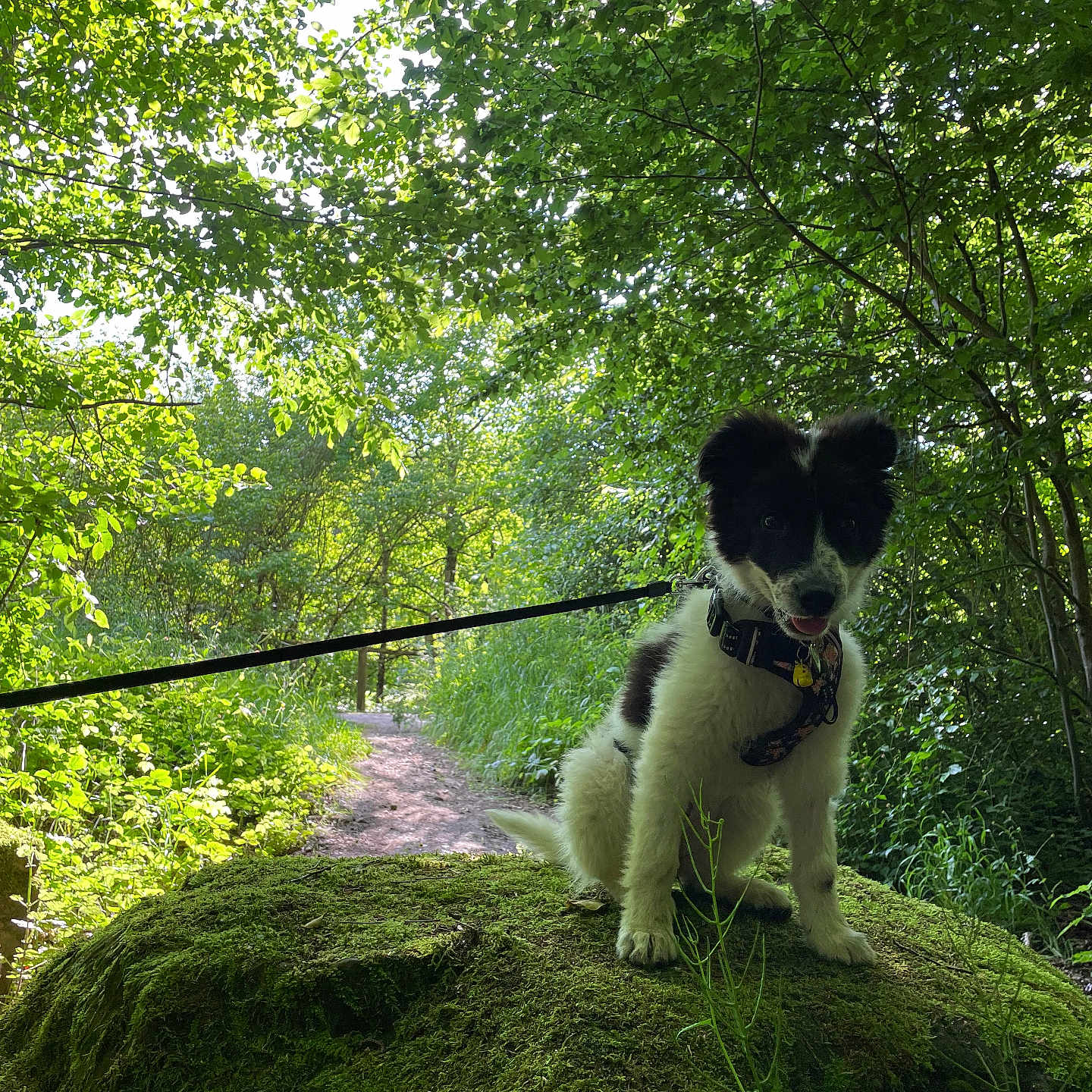 Alma a rejoint le concours — aidez-le/la à gagner de superbes lots ! accessories, animal, canine, cockerspaniel, dog, grass, green, jungle, land, leash, nature, outdoors, papillon, pet, plant, puppy, strap, terrier, tree, vegetation