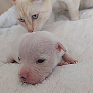 Ava a rejoint le concours — aidez-le/la à gagner de superbes lots ! puppy, newborn, dog, cat, blue_eyes, white_fur, blanket, fluffy, closeup, cute, resting, animal, pet, snout, nose, fur, curious, companionship, indoors, soft