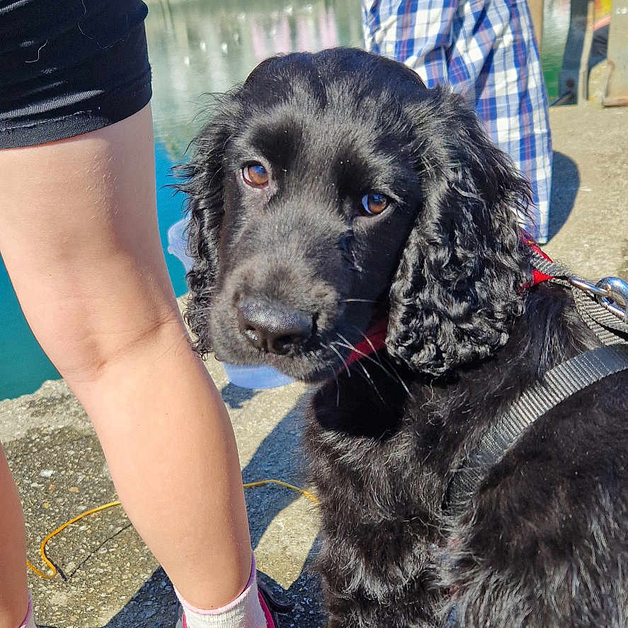 Milo is registered to the contest to win money with this photo: accessories, adult, animal, canine, child, clothing, cockerspaniel, dog, face, female, footwear, glasses, hat, head, male, man, person, pet, shoe, shorts