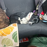 Milo is registered to the contest to win money with this photo: dog, sleeping, car_seat, blanket, black_and_white, collar, pet, indoor, cozy, resting, fur, animal, companion, comfort, seat_belt, car_interior, soft, cute, relaxed, side_view