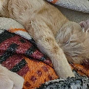 Bruno joined the competition — help win amazing prizes! animal, blanket, cat, closeup, cozy, cute, domestic_cat, feline, fur, indoor, napping, orange_cat, patterned_blanket, paw, pet, relaxed, resting, sleeping, soft, warm