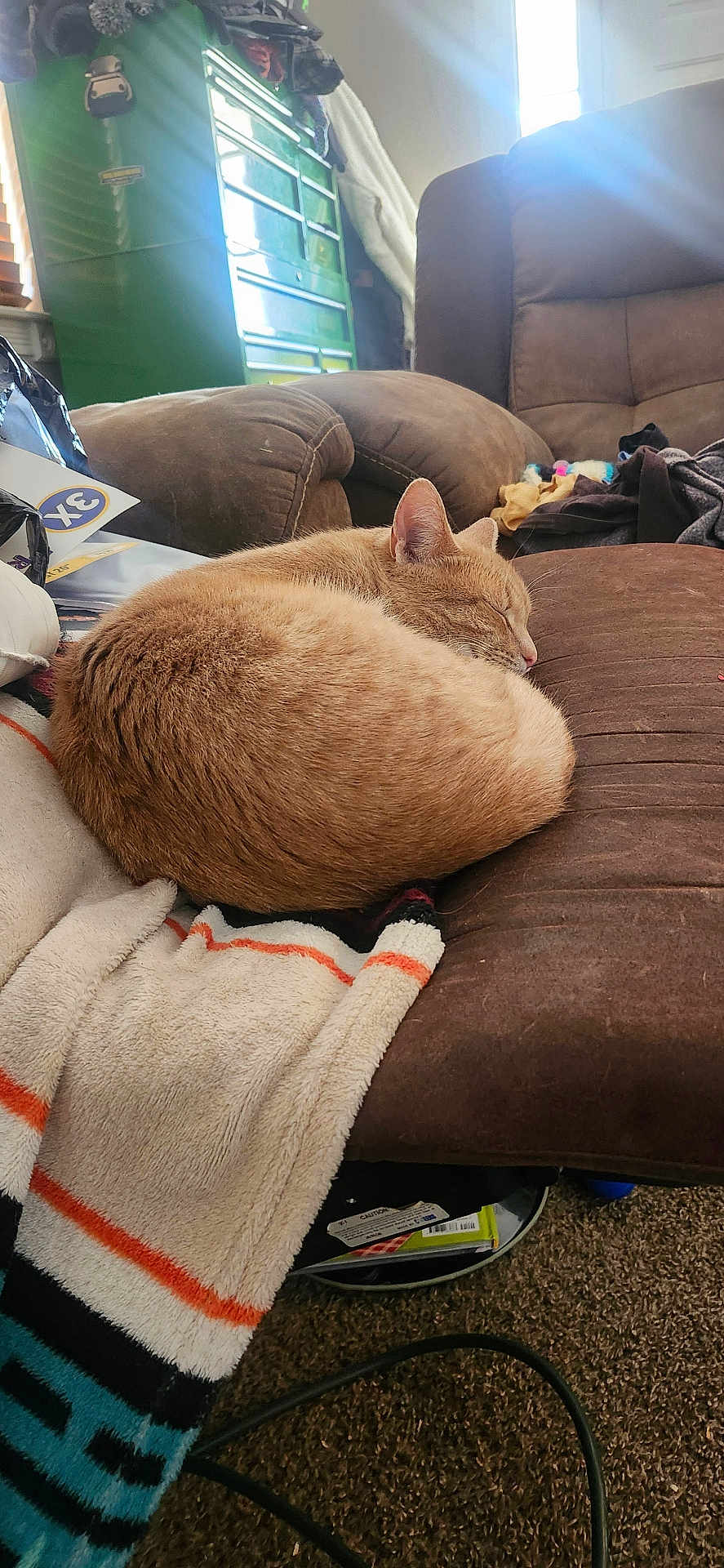 Bruno is registered to the contest to win money with this photo: blanket, brown_chair, carpet, cat, chair, cozy, curled_up, domestic, furniture, home, indoor, nap, orange_cat, pet, relaxing, sleeping, soft, striped_blanket, sunlight, window_light