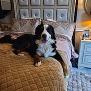 Pluto is registered to the contest to win money with this photo: dog, bernese_mountain_dog, bed, bedroom, pillow, blanket, quilted, headboard, furniture, carpet, lamp, framed_photo, smiling, pet, indoor, resting, cozy, decor, comfortable, animal