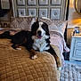 dog, bernese_mountain_dog, bed, bedroom, pillow, blanket, quilted, headboard, furniture, carpet, lamp, framed_photo, smiling, pet, indoor, resting, cozy, decor, comfortable, animal