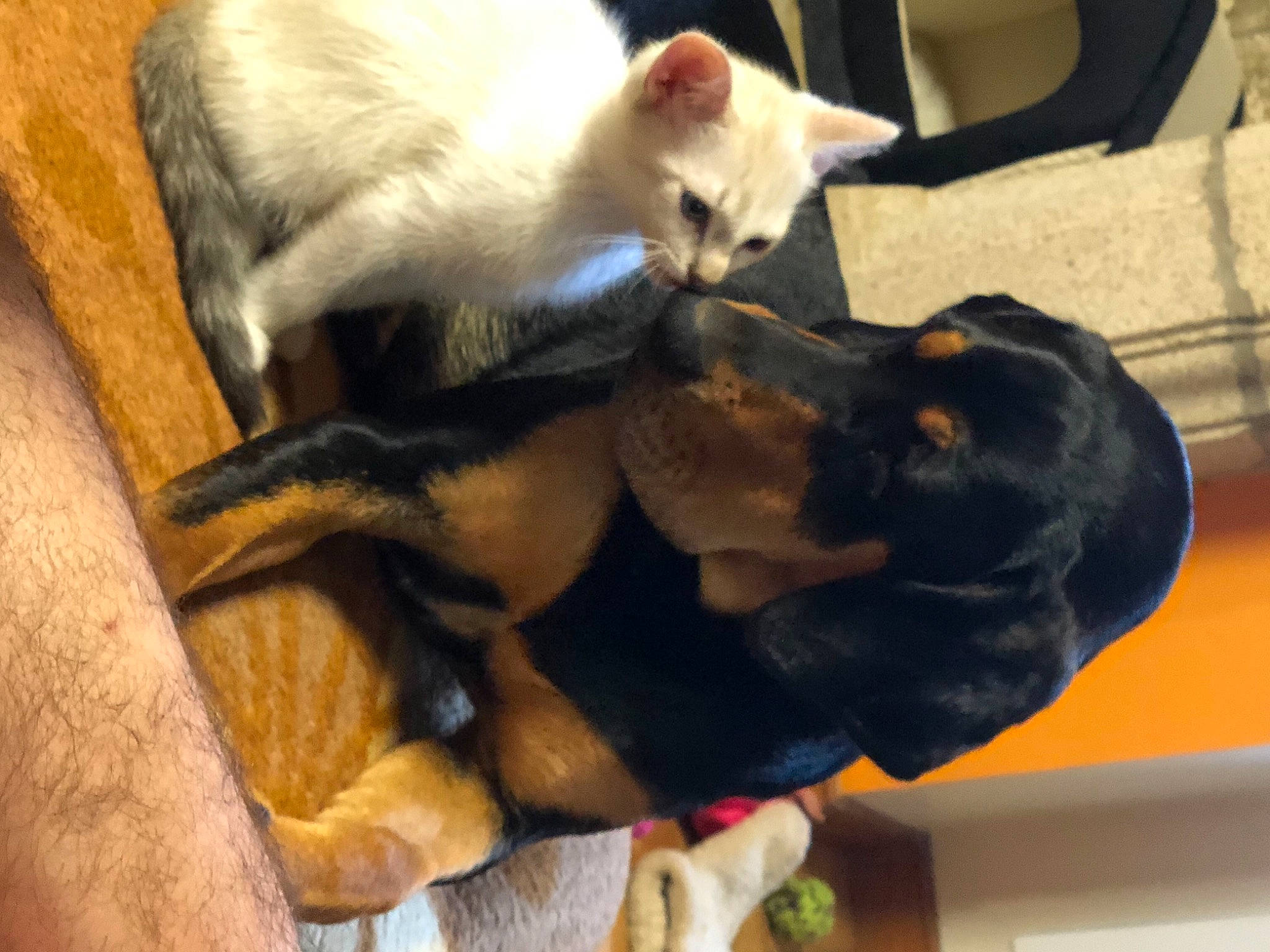 Iris a rejoint le concours — aidez-le/la à gagner de superbes lots ! carnivore, cat, claw, comfort, companion_dog, dog, dog_breed, domestic_short_haired_cat, ear, fawn, felidae, fur, guard_dog, nap, paw, small_to_medium_sized_cats, tail, toy_dog, whiskers, working_animal