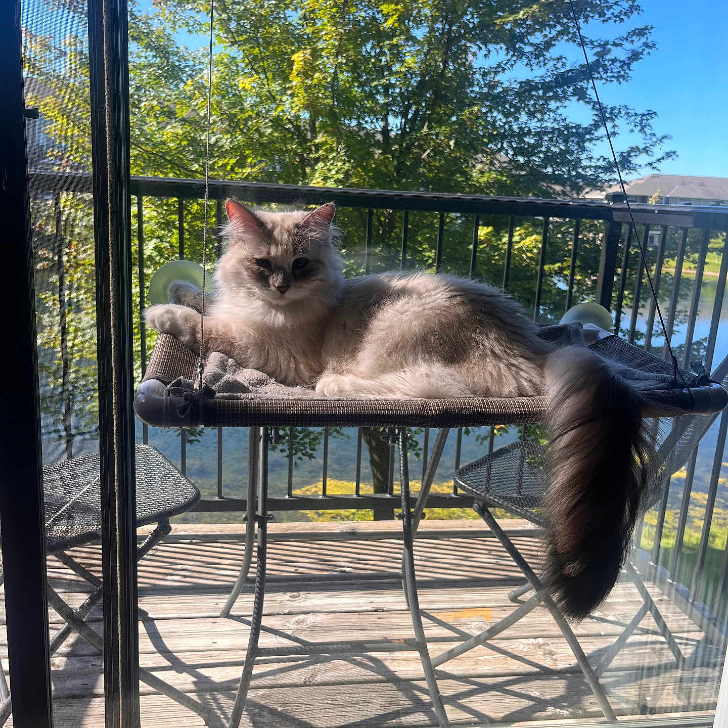 Cleopatra is registered to the contest to win money with this photo: animal, architecture, balcony, building, cat, chair, furniture, grass, house, housing, kitten, nature, outdoors, pet, plant, porch, pottedplant, railing, shelter, tree