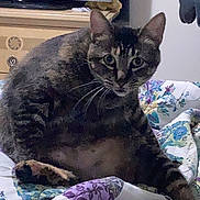 Dahlia joined the competition — help win amazing prizes! cat, tabby, pet, animal, indoor, bed, quilt, furniture, television, dresser, curious, sitting, whiskers, ears, eyes, home, cozy, mammal, feline, relaxed