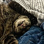 cat, tabby, sleeping, tongue_out, paw, fur, striped_blanket, blue_blanket, cozy, pet, animal, whiskers, nose, closeup, indoor, resting, cute, feline, soft, relaxed