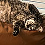 cat, tabby, pet, animal, indoor, cushion, brown, relaxed, upside_down, whiskers, feline, paw, fur, eyes, window_blinds, resting, cozy, cute, mammal, domestic