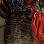 cat, tabby, sleeping, bed, blanket, feline, fur, relaxed, indoor, pet, cute, cozy, resting, animal, whiskers, paw, striped, soft, domestic, mammal