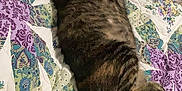 Dahlia joined the competition — help win amazing prizes! cat, tabby, sleeping, bed, quilt, patterned_bedspread, indoor, feline, resting, paw, striped, cute, pet, cozy, domestic_animal, relaxed, fur, animal, mammal, comfortable