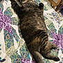 cat, tabby, sleeping, bed, quilt, patterned_bedspread, indoor, feline, resting, paw, striped, cute, pet, cozy, domestic_animal, relaxed, fur, animal, mammal, comfortable