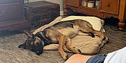 Lady Bug is registered to the contest to win money with this photo: beige, black, brown, canine, comfort, cozy, dog, dog_bed, floor, furniture, home, indoor, person, quiet, relaxation, resting, shorts, sleeping, vintage_crate, wooden_furniture