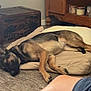 beige, black, brown, canine, comfort, cozy, dog, dog_bed, floor, furniture, home, indoor, person, quiet, relaxation, resting, shorts, sleeping, vintage_crate, wooden_furniture