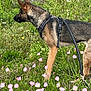 alert, animal, canine, daylight, dog, field, flowers, german_shepherd, grass, greenery, harness, leash, nature, outdoor, pet, pink_flowers, plant, side_view, stone_structure, walking