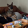 box, brown, casual, clutter, companion, couch, dog, domestic, furniture, home, indoor, laying_down, living_room, paper, person, pet, relaxing, resting, tabletop, wooden_table