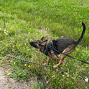 Lady Bug joined the competition — help win amazing prizes! dog, german_shepherd, leash, field, grass, wildflowers, outdoor, nature, greenery, suburban, tree, sidewalk, road, vehicle, flower, pet, canine, daylight, park, animal