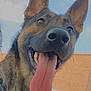 Lady Bug is registered to the contest to win money with this photo: dog, german_shepherd, tongue_out, close_up, outdoor, blue_sky, brick_wall, happy, pet, canine, animal, ears_up, smiling, fur, muzzle, daylight, grass, nature, playful, friendly