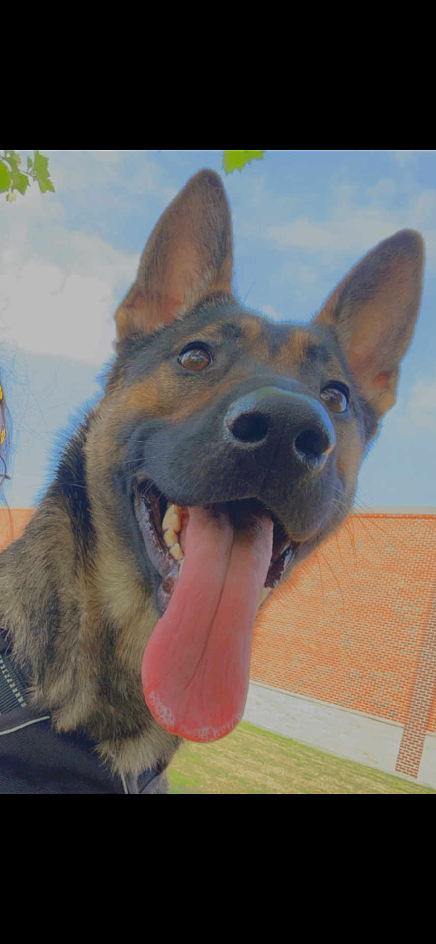 Lady Bug is registered to the contest to win money with this photo: dog, german_shepherd, tongue_out, close_up, outdoor, blue_sky, brick_wall, happy, pet, canine, animal, ears_up, smiling, fur, muzzle, daylight, grass, nature, playful, friendly