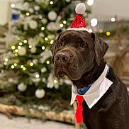 Moka a rejoint le concours — aidez-le/la à gagner de superbes lots ! dog, labrador, chocolate_labrador, christmas, holiday, santa_hat, red_tie, white_collar, pet, festive, indoor, decorations, tree, pine_cones, lights, bokeh, portrait, cute, animal, celebration