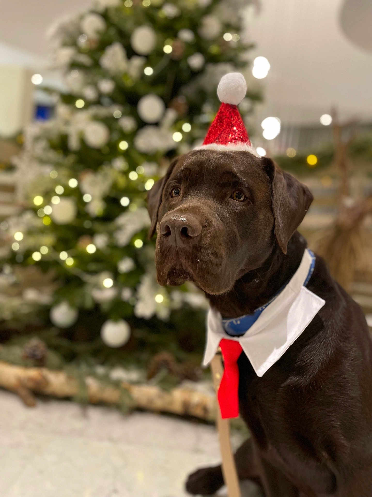 Moka a rejoint le concours — aidez-le/la à gagner de superbes lots ! dog, labrador, chocolate_labrador, christmas, holiday, santa_hat, red_tie, white_collar, pet, festive, indoor, decorations, tree, pine_cones, lights, bokeh, portrait, cute, animal, celebration
