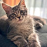 Bounty a rejoint le concours — aidez-le/la à gagner de superbes lots ! cat, kitten, gray_fur, fluffy, long_hair, green_eyes, whiskers, pointed_ears, paws, lying_down, relaxed, portrait, close_up, indoor, couch, sunlight, window, soft_lighting, cozy, pet