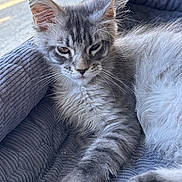 Bounty participe au concours pour gagner de l'argent avec cette photo : cat, kitten, gray_cat, long_hair, fluffy, maine_coon, whiskers, pointed_ears, green_eyes, paw, toe_beans, fur, pet, lounging, cushion, sofa, indoor, close_up, portrait, relaxed