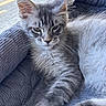 cat, kitten, gray_cat, long_hair, fluffy, maine_coon, whiskers, pointed_ears, green_eyes, paw, toe_beans, fur, pet, lounging, cushion, sofa, indoor, close_up, portrait, relaxed
